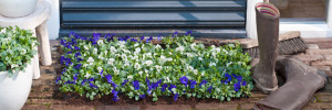 violen_header