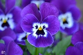 violen